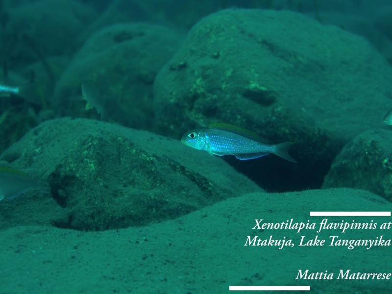Xenotilapia flavipinnis 'Mtakuja'